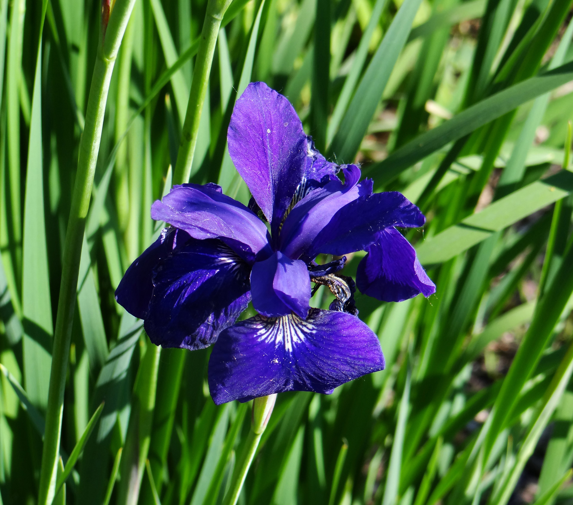 blue iris flower free photo