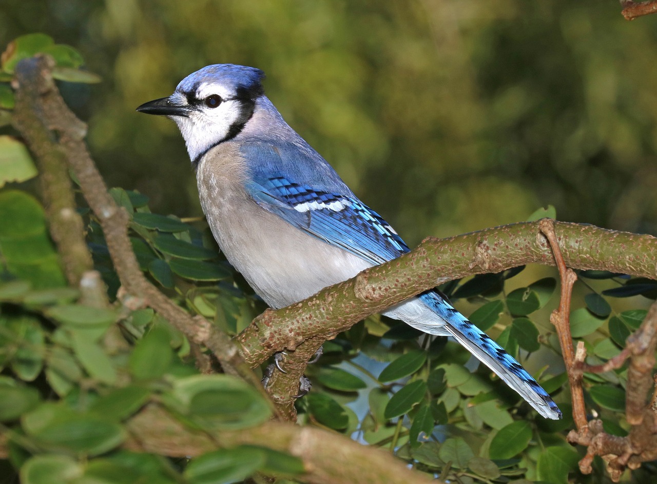 blue jay bird feather free photo