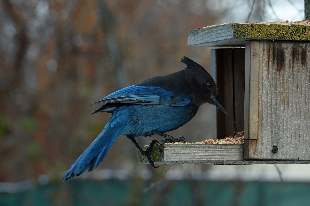 blue jay wildlife bird free photo