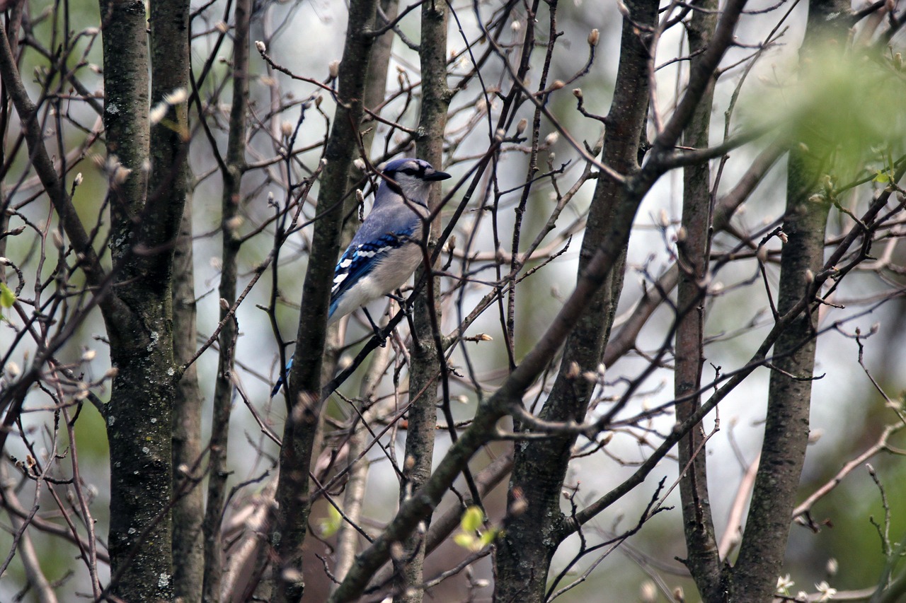 blue jay bird tree free photo