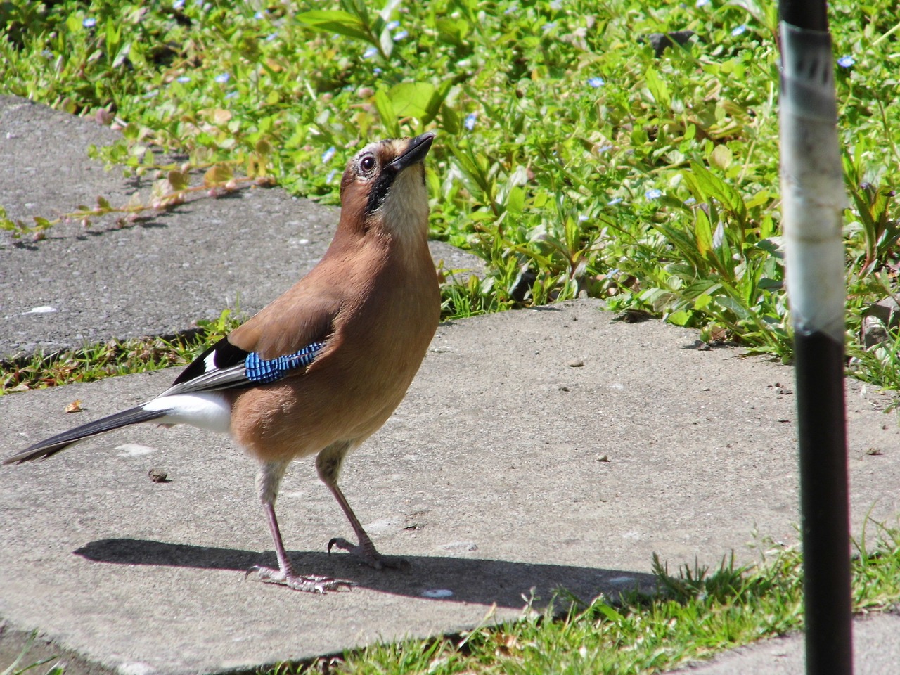 blue-jay bird feeder free photo