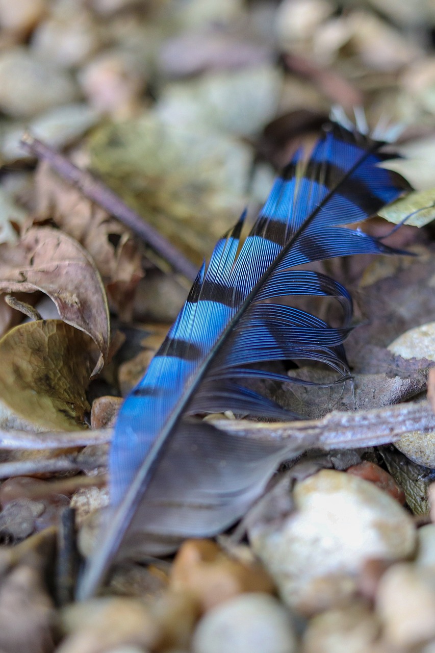 blue jay  feather  blue free photo