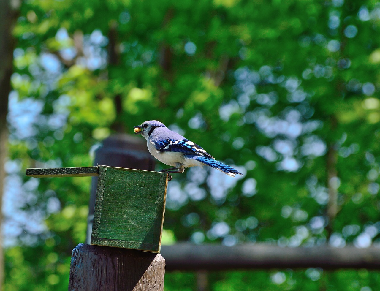 blue jay bird nature free photo