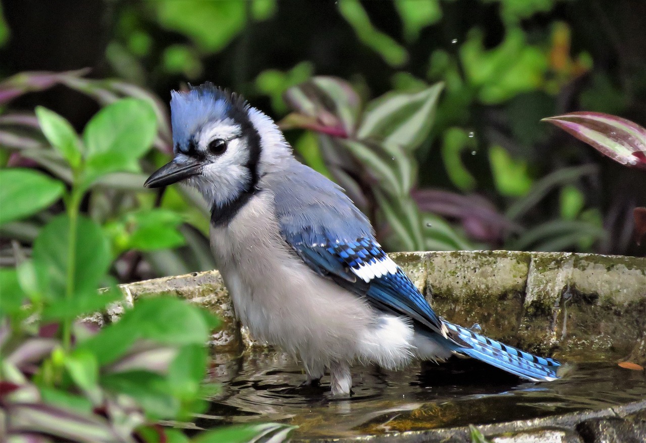blue jay  bird  feather free photo