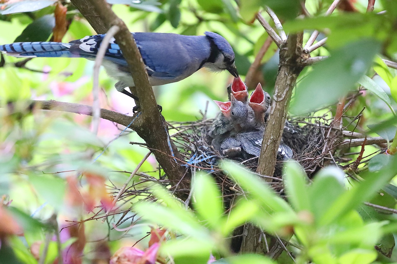 blue jays feeding bird free photo