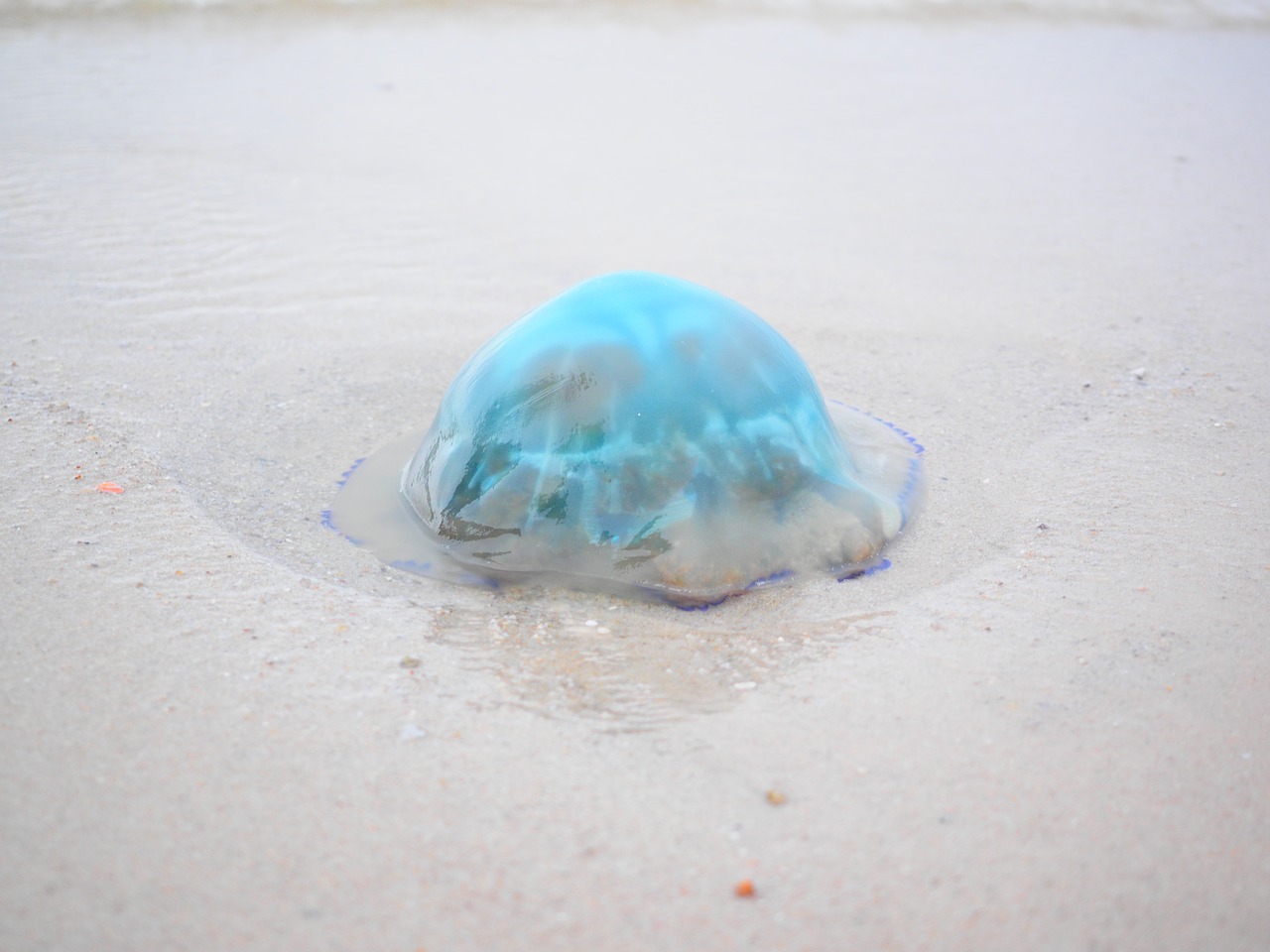 blue jellyfish jellyfish cyanea lamarckii free photo
