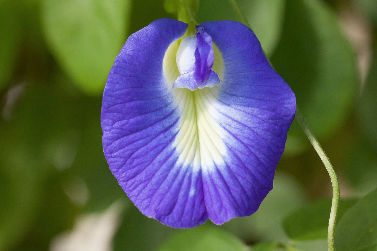 blue klitorie blossom bloom free photo