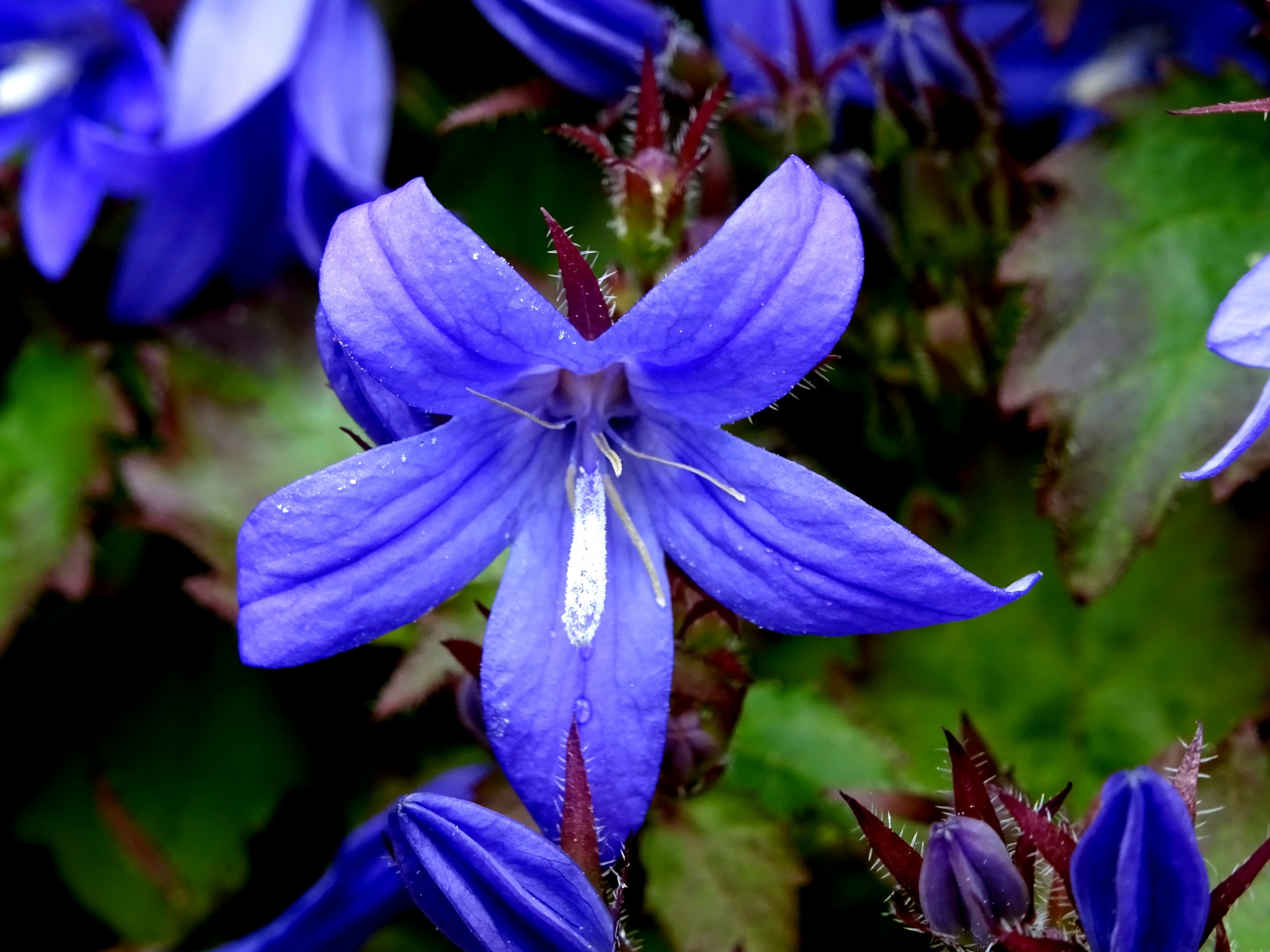 flower flowers garden free photo