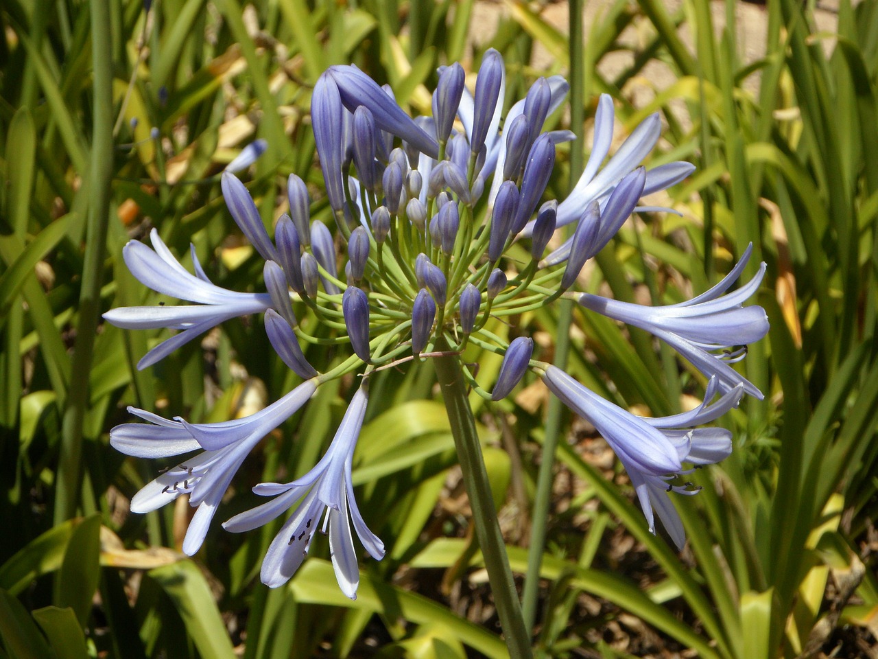 blue lily flower blue free photo