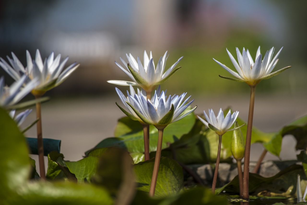 blue lotus  flowering  plant flower free photo