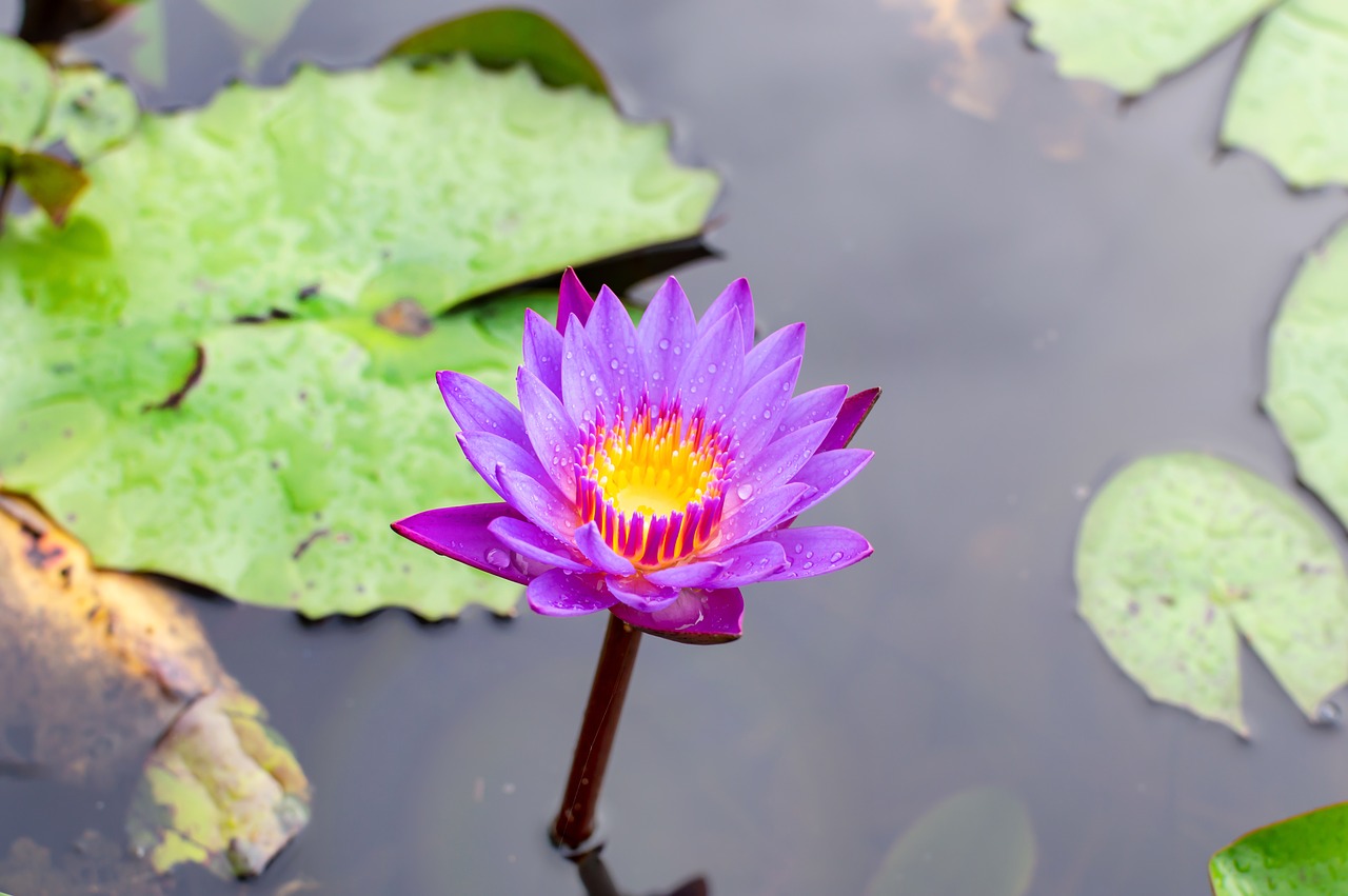 blue lotus flower  flower lotus  nature free photo