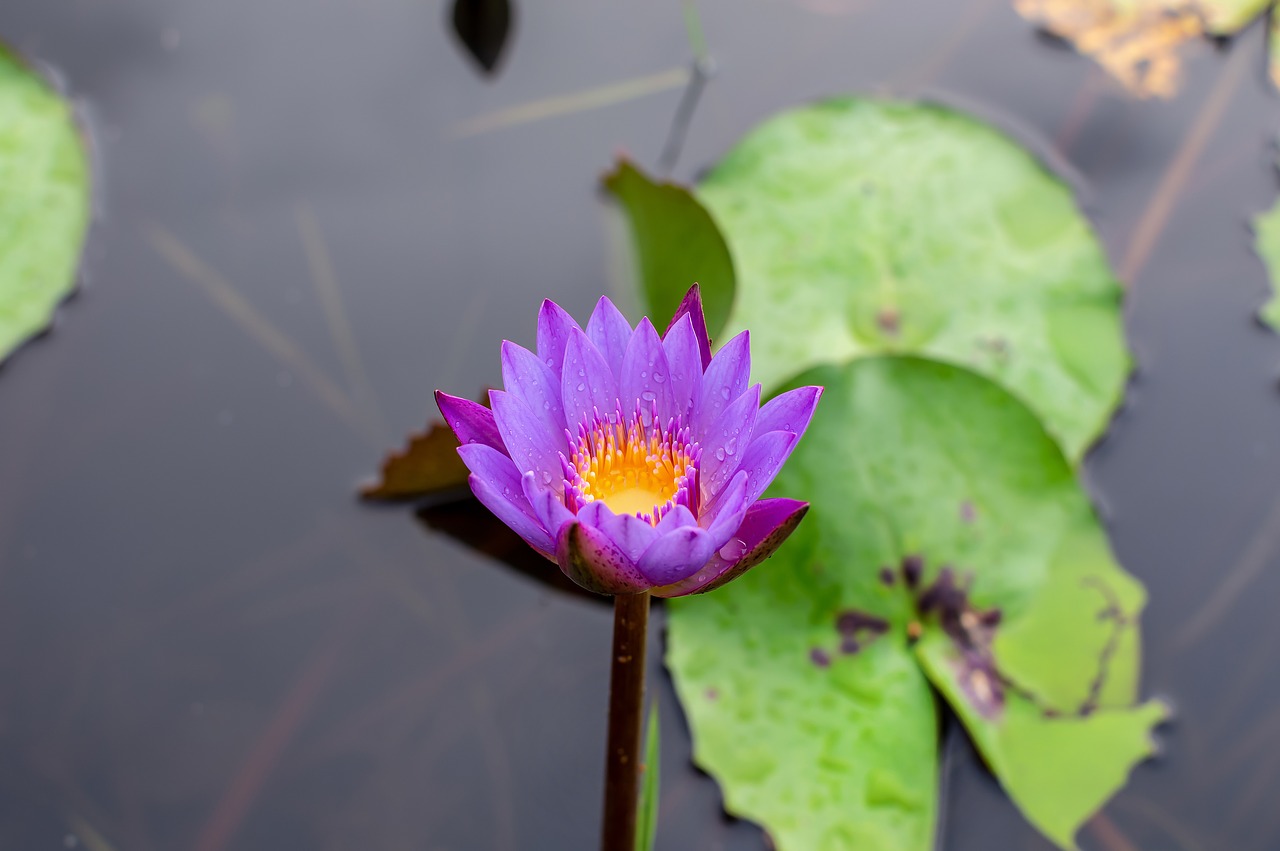 blue lotus flower  flower lotus  nature free photo