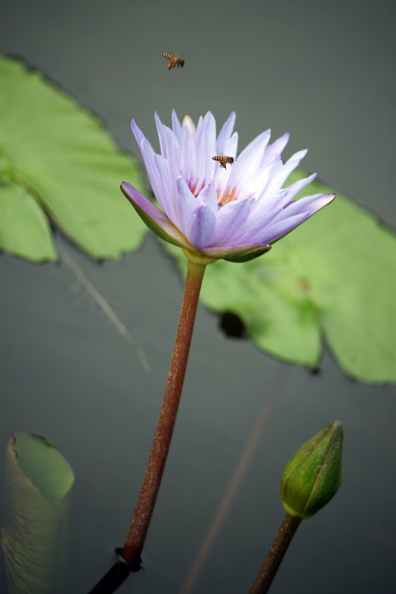 blue lotus flower free photo