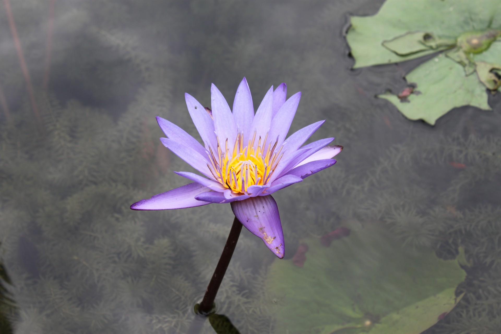 blue lotus flower free photo