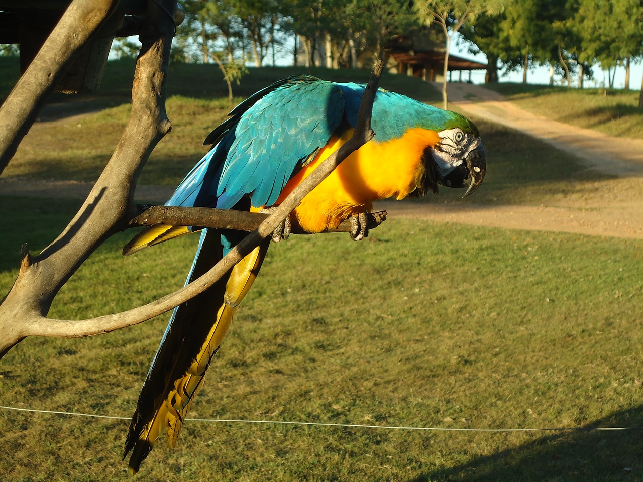 blue macaw yellow macaw animal free photo