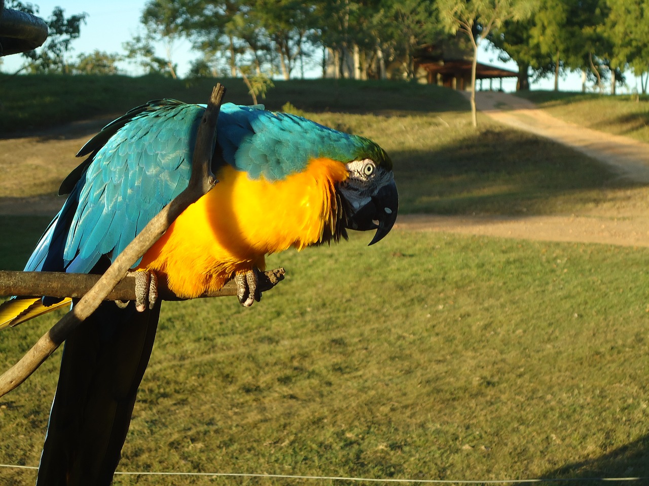 blue macaw yellow macaw animal free photo