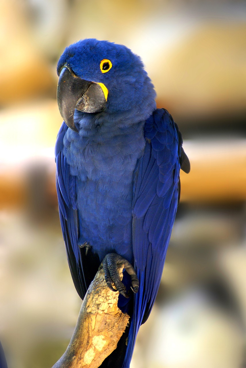 blue macaw bird tropical birds free photo