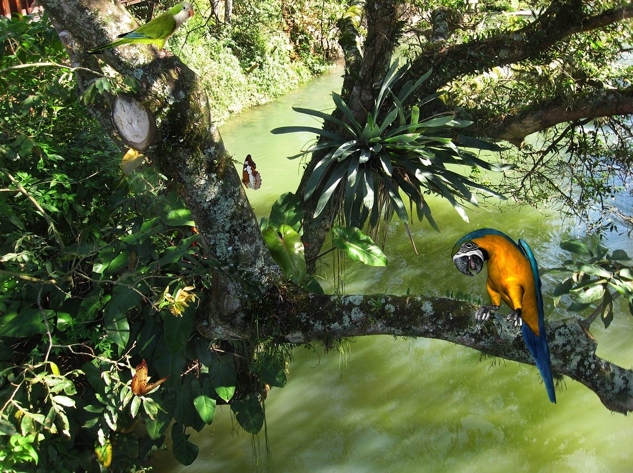 blue macaw arara tropical birds free photo