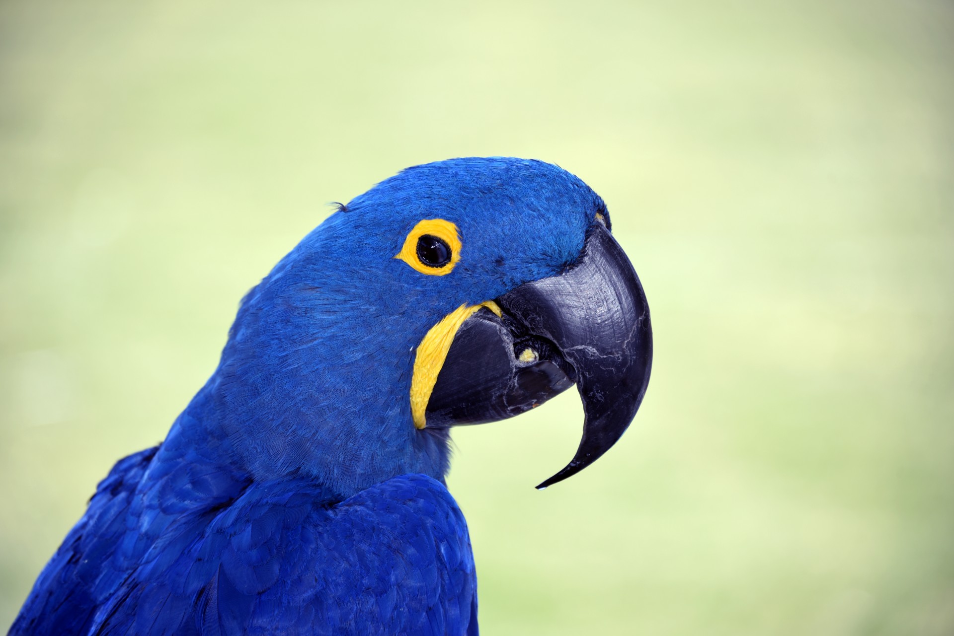 blue macaw parrot free photo