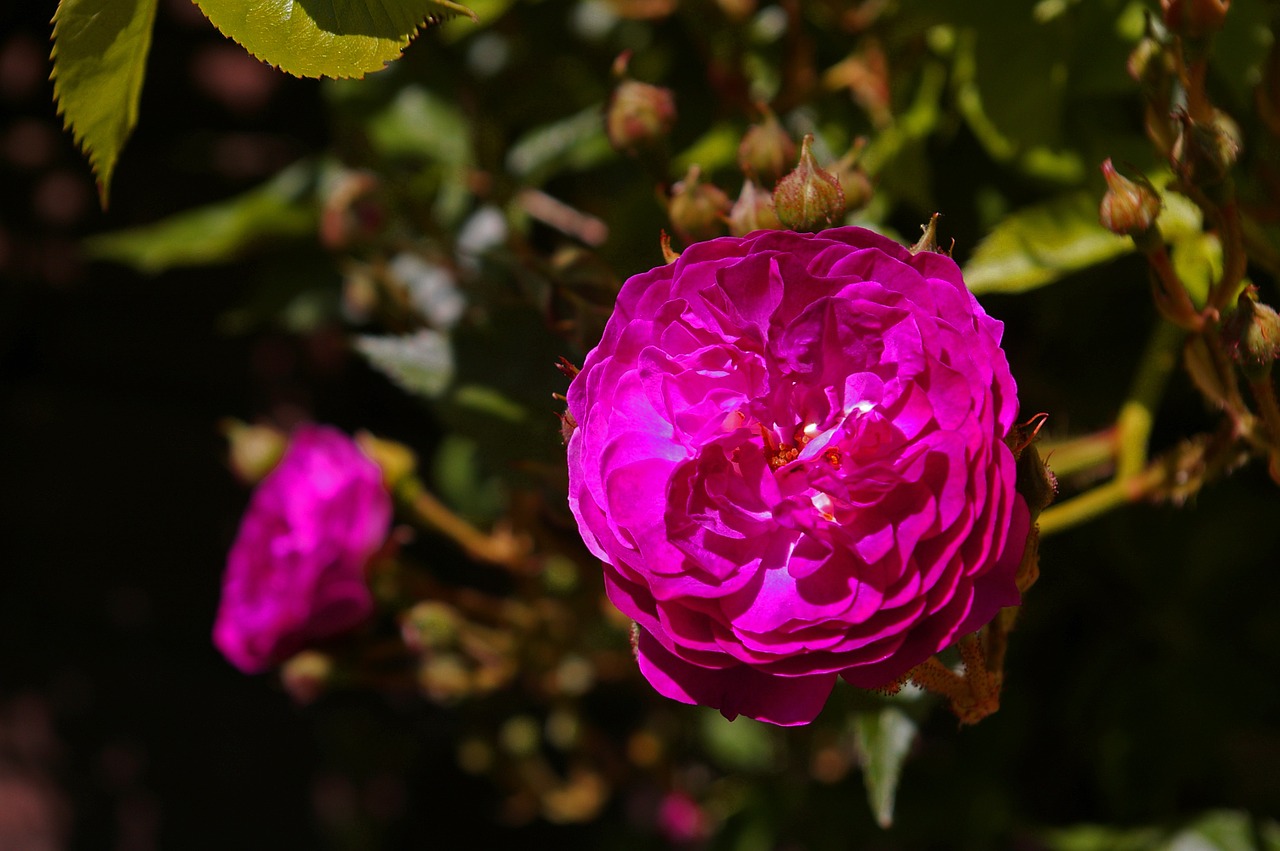 blue magenta rose ramplerrose free photo