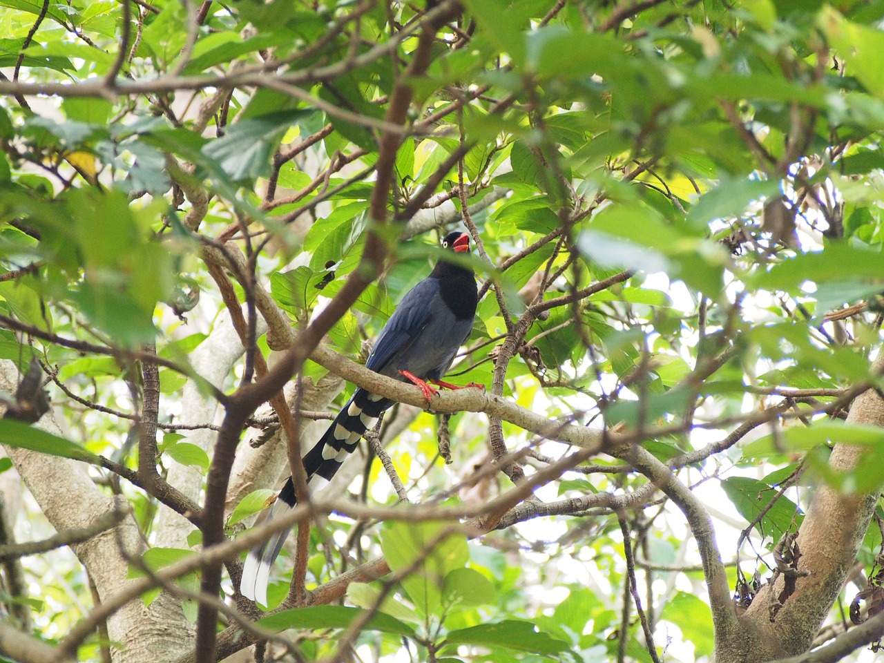 blue magpie taiwan taipei free photo