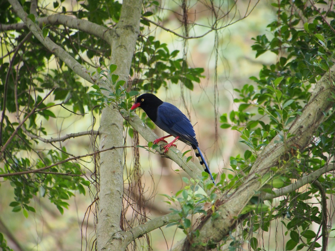 blue magpie south park bird free photo