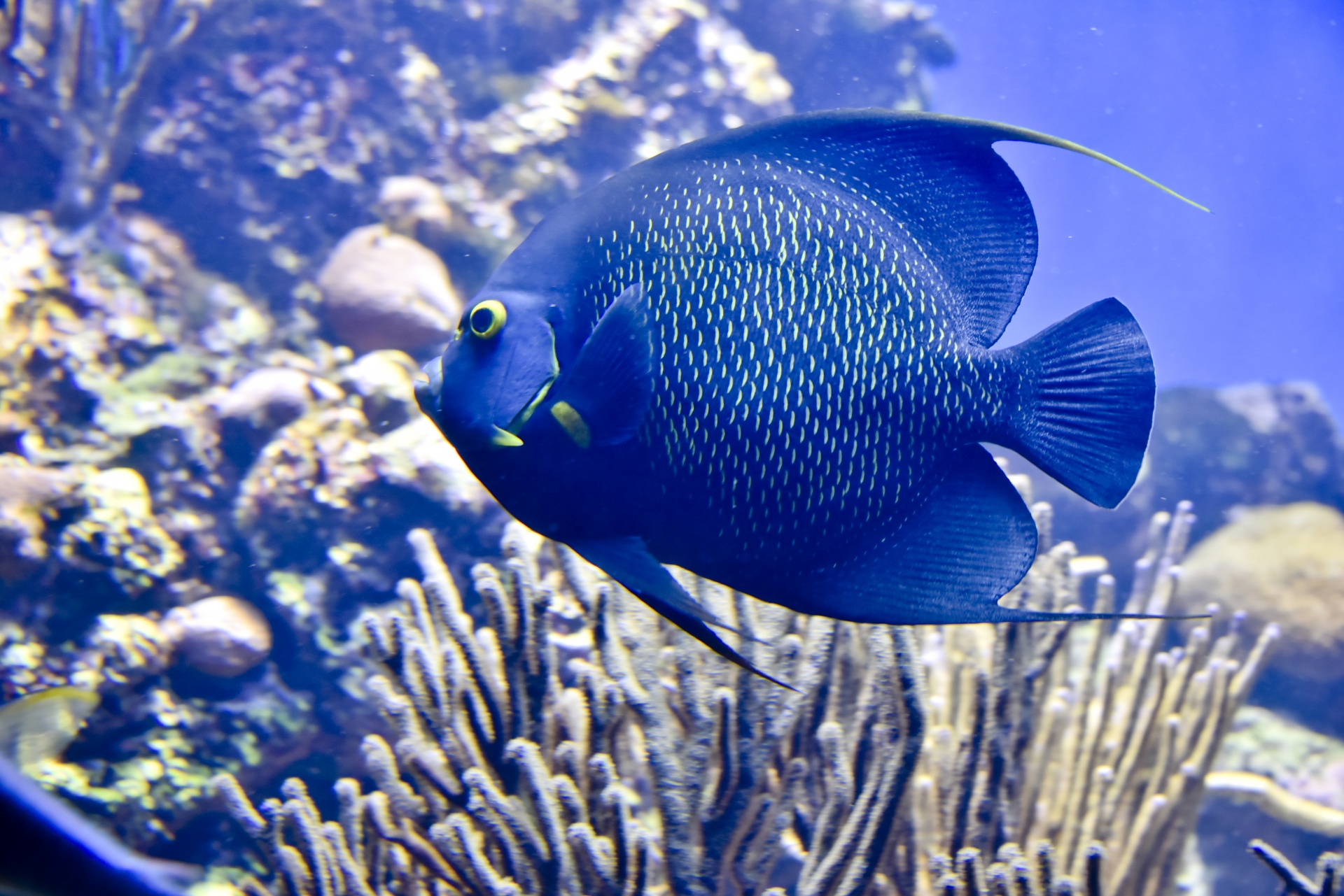 close-up blue fish free photo