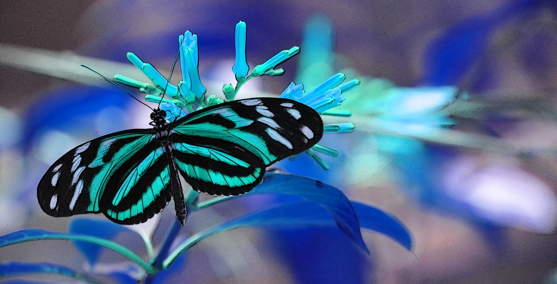 butterfly butterflies monarch free photo