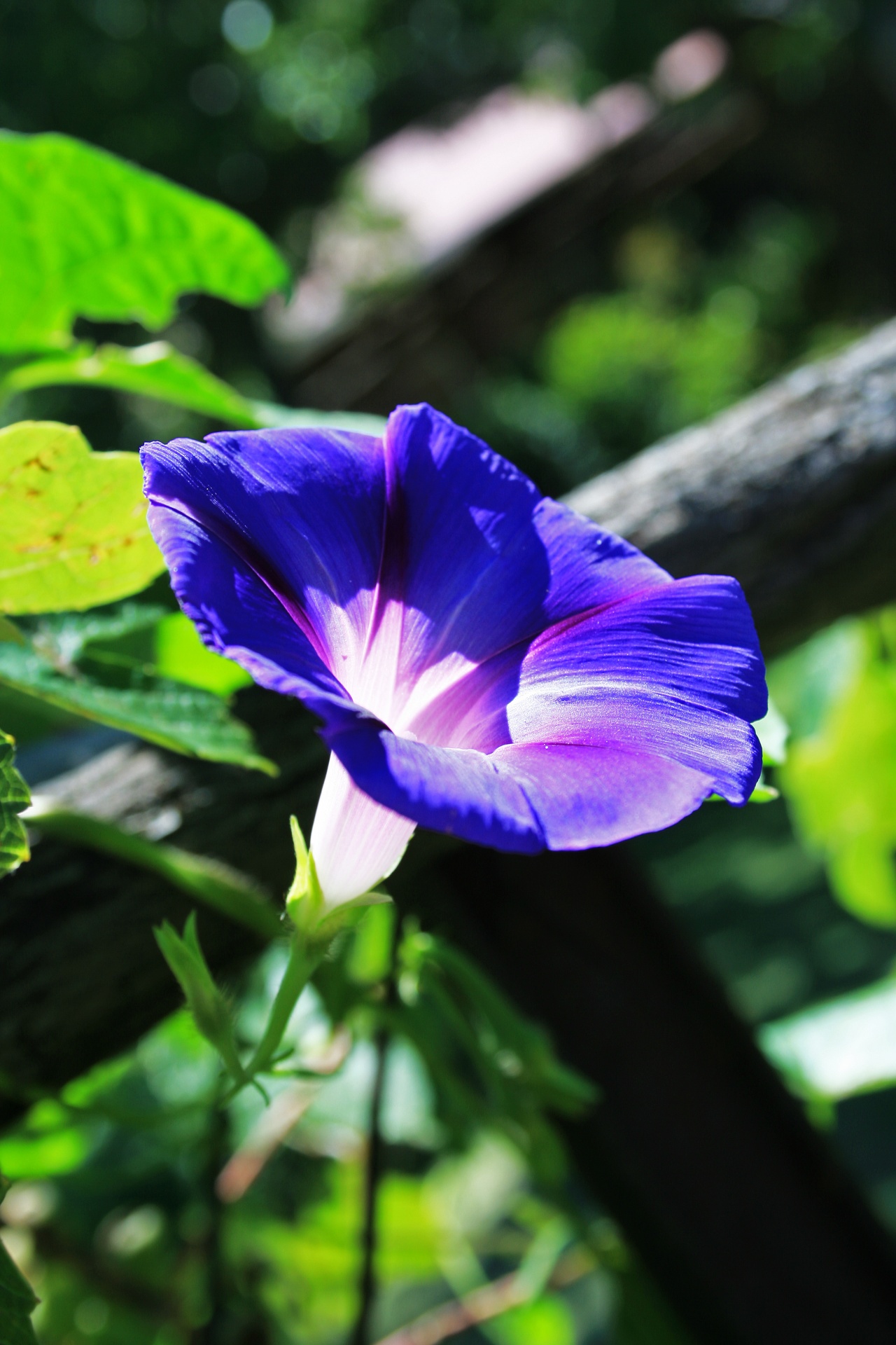 flower purple blue free photo