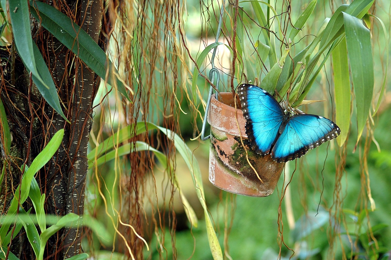 blue morpho butterfly wildlife free photo