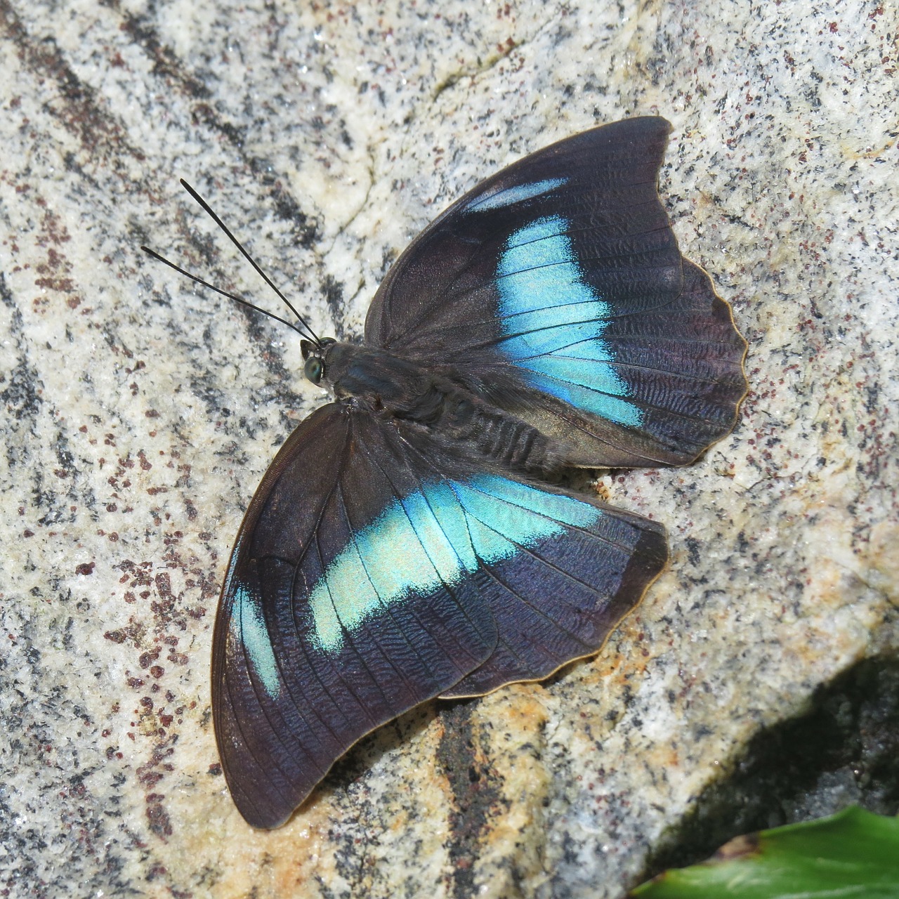 blue morpho butterfly blue free photo