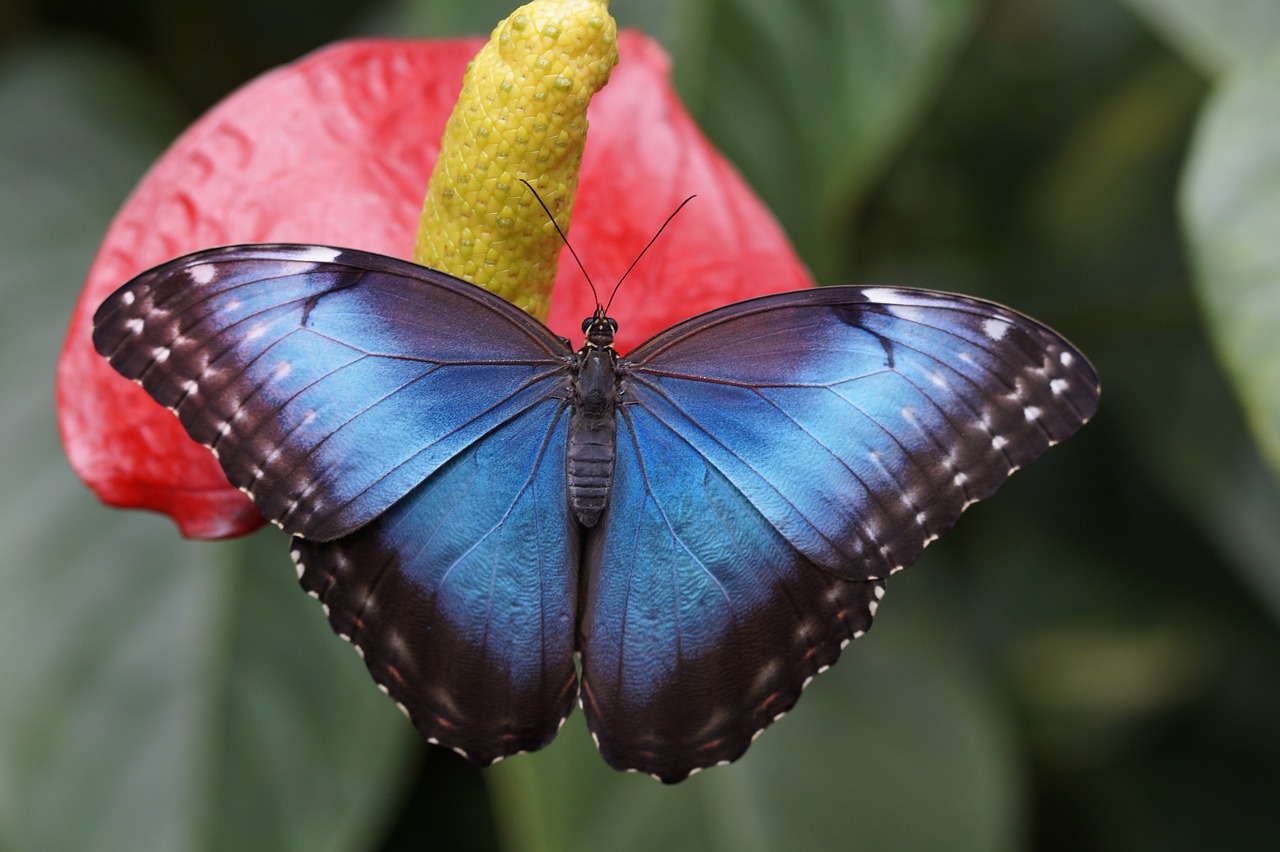 blue morpho butterfly rainforest free photo
