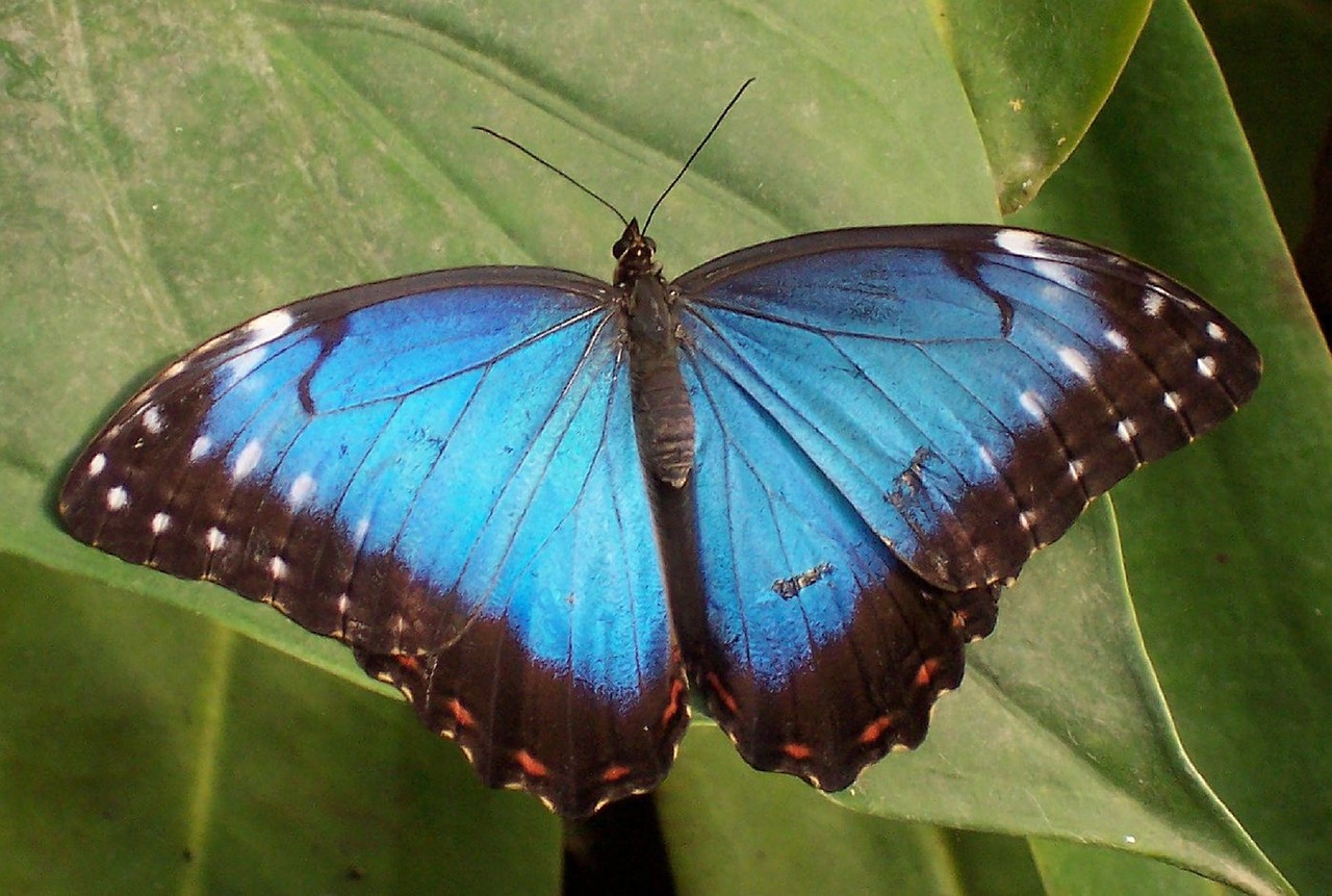 blue morpho butterfly leaf plant free photo