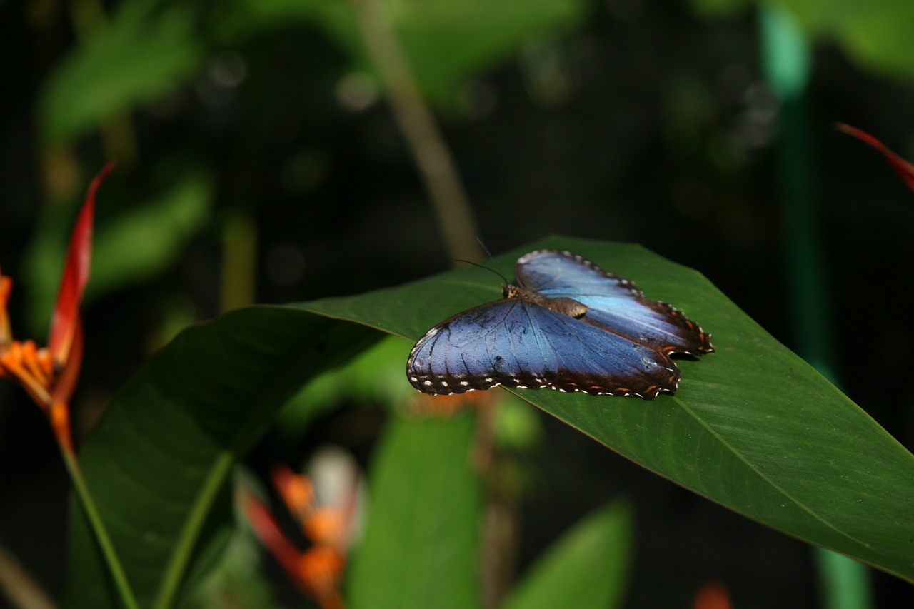 blue morpho butterfly insect wings free photo