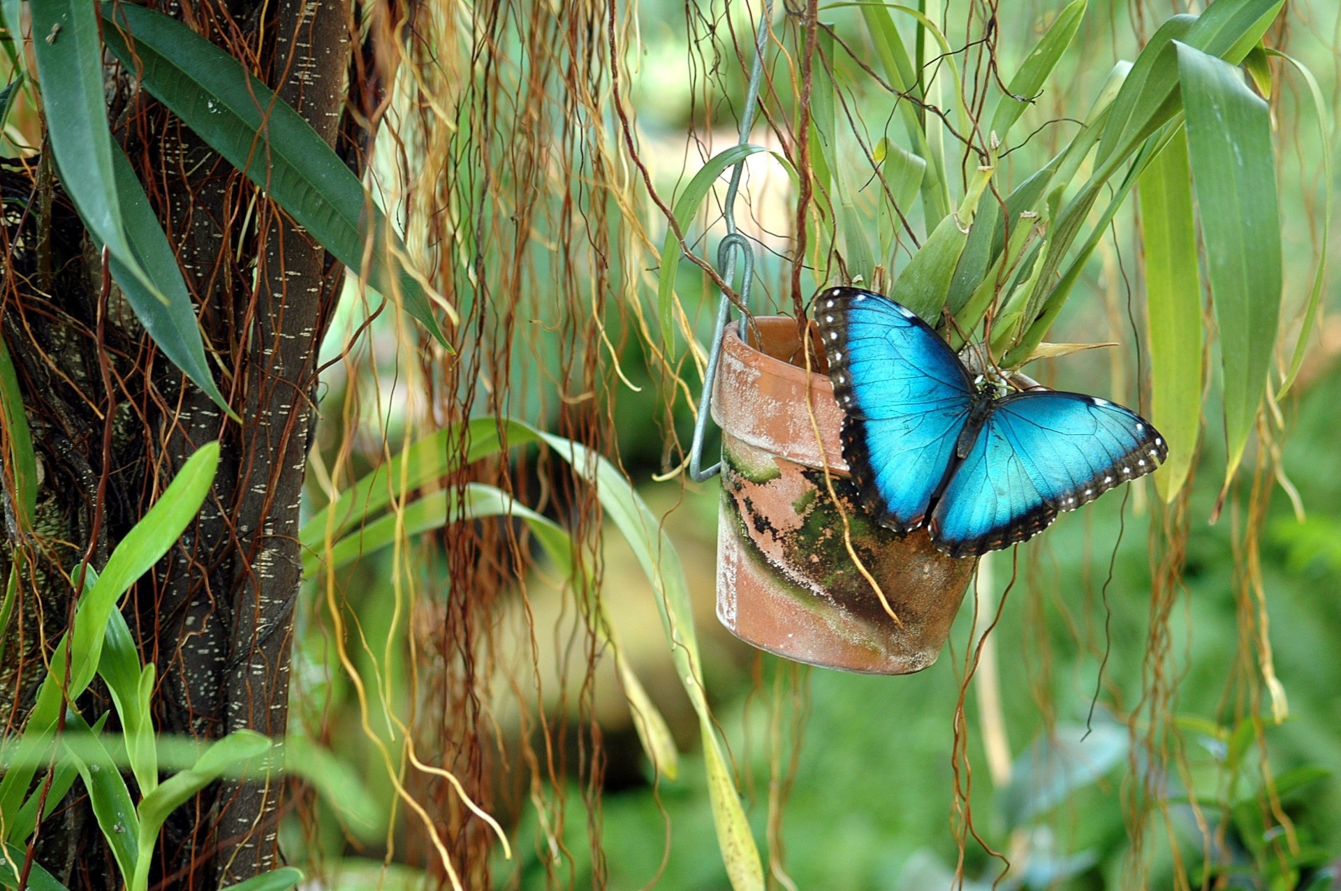 blue morpho butterfly free photo