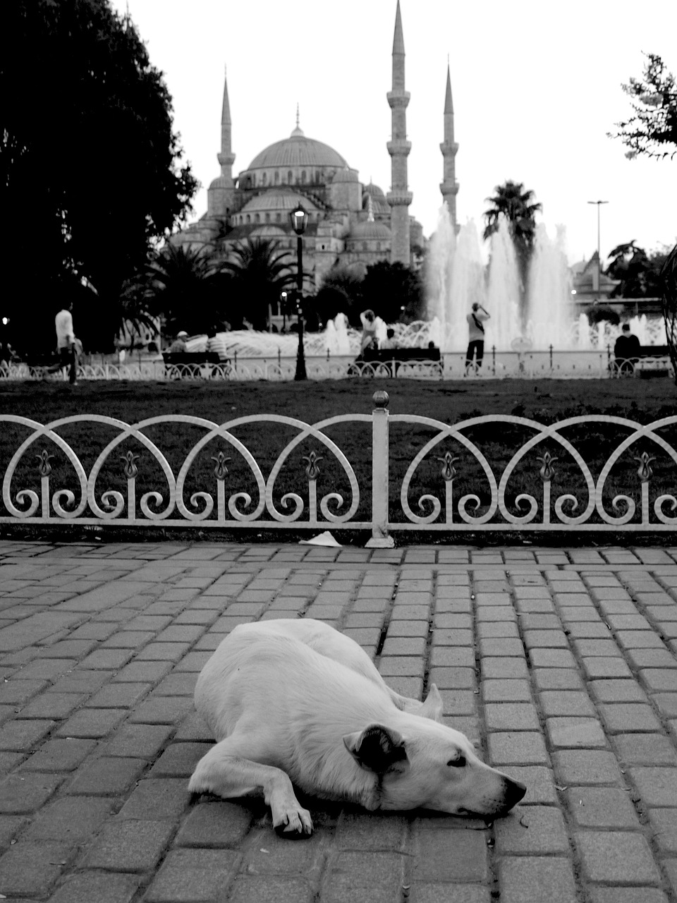 blue mosque dog istanbul free photo