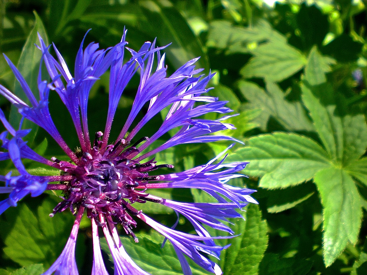 blue mountain cliff cyanus montana flower free photo