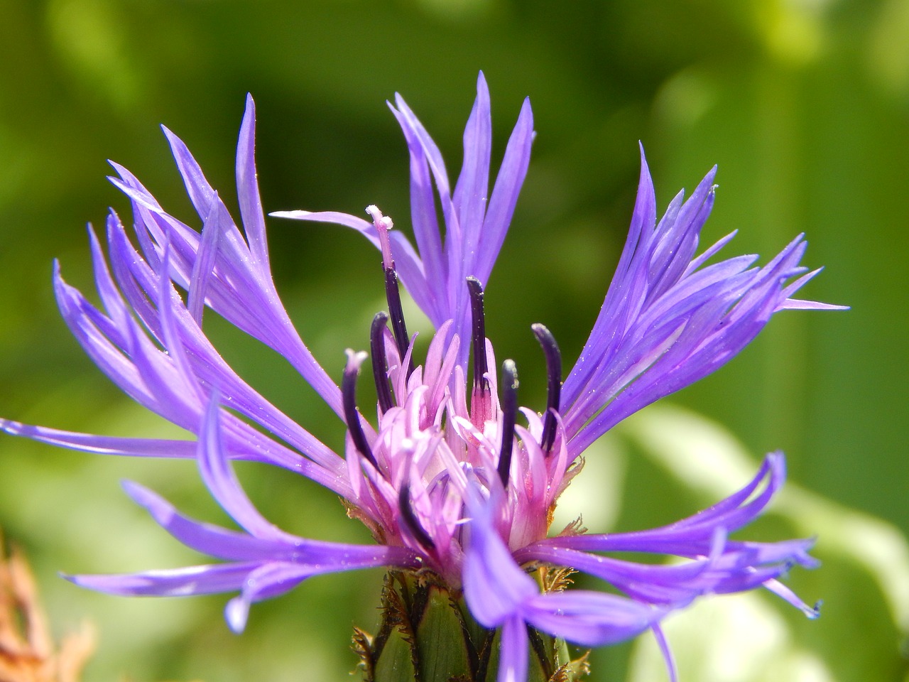 blue mountain knapweed garden summer free photo