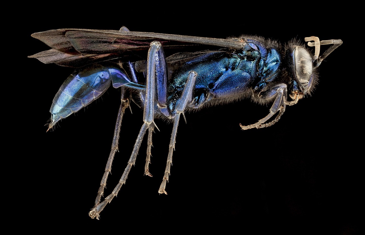 blue mud wasp dauber insect free photo