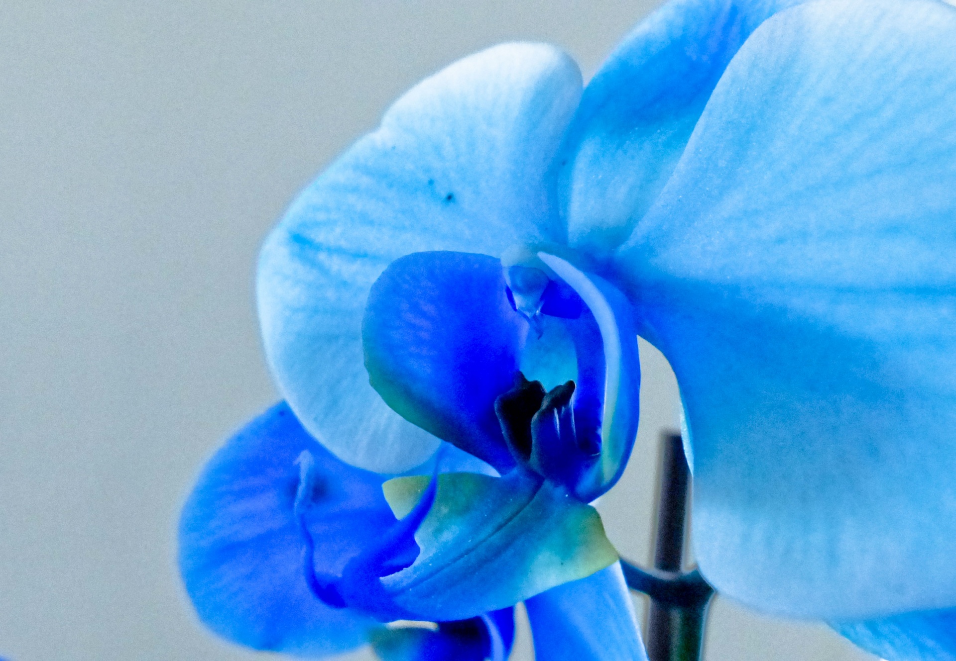 orchid blue close free photo
