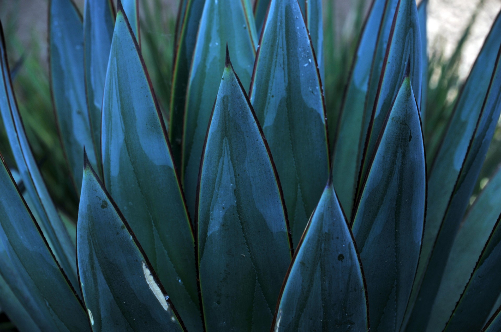 background plant blue plants free photo
