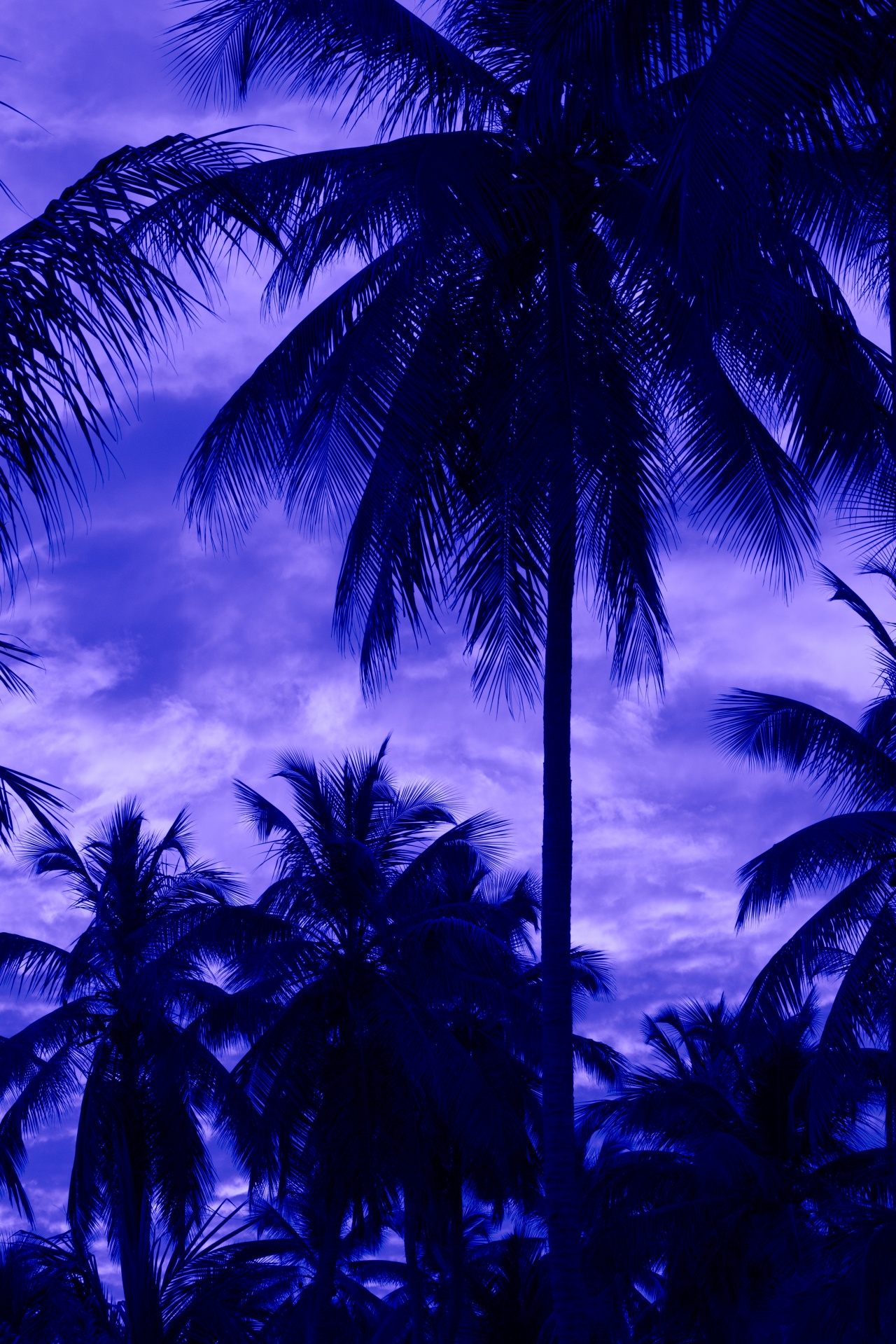 beach blue coconut free photo