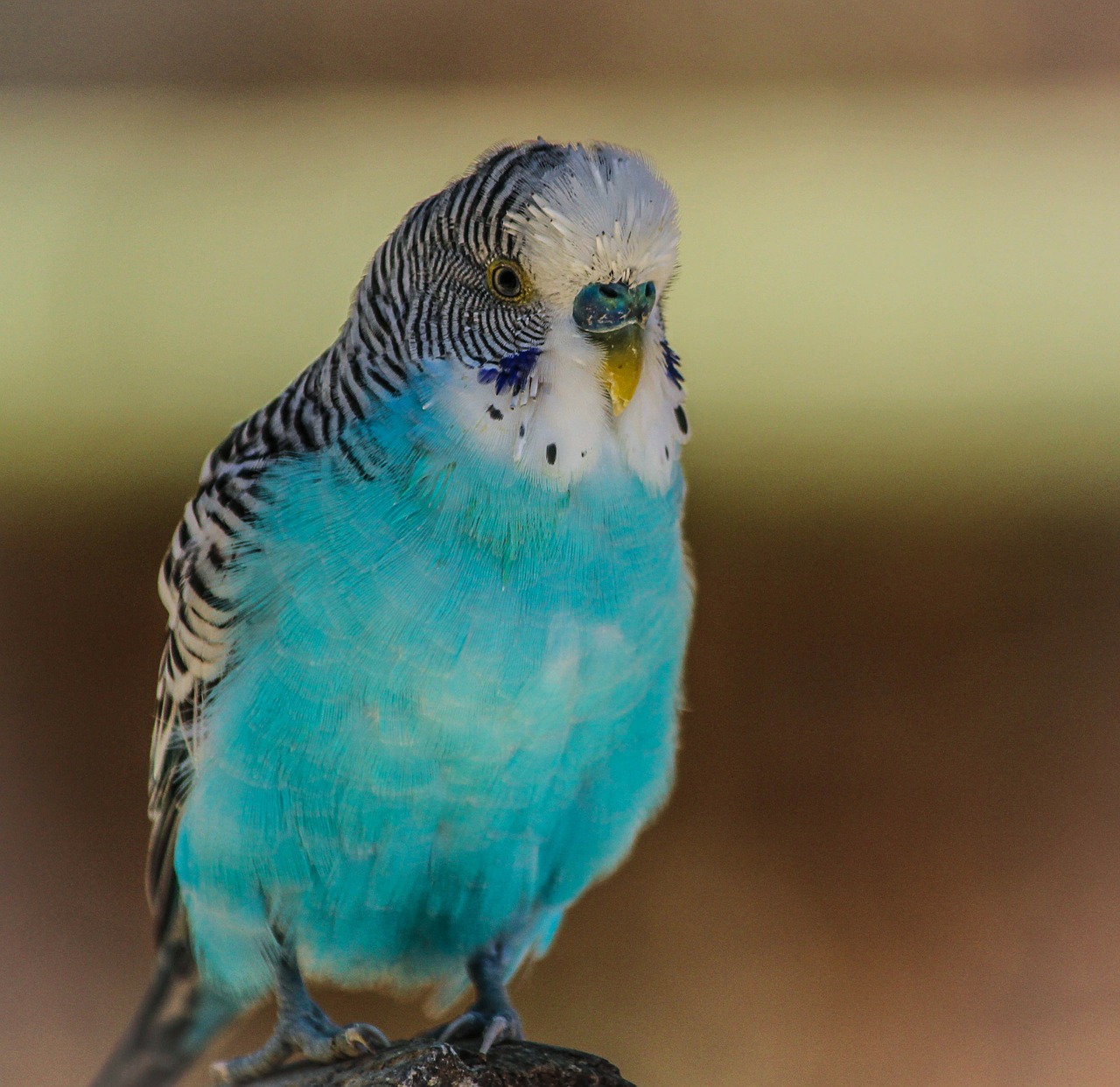 blue parakeet bird blue free photo