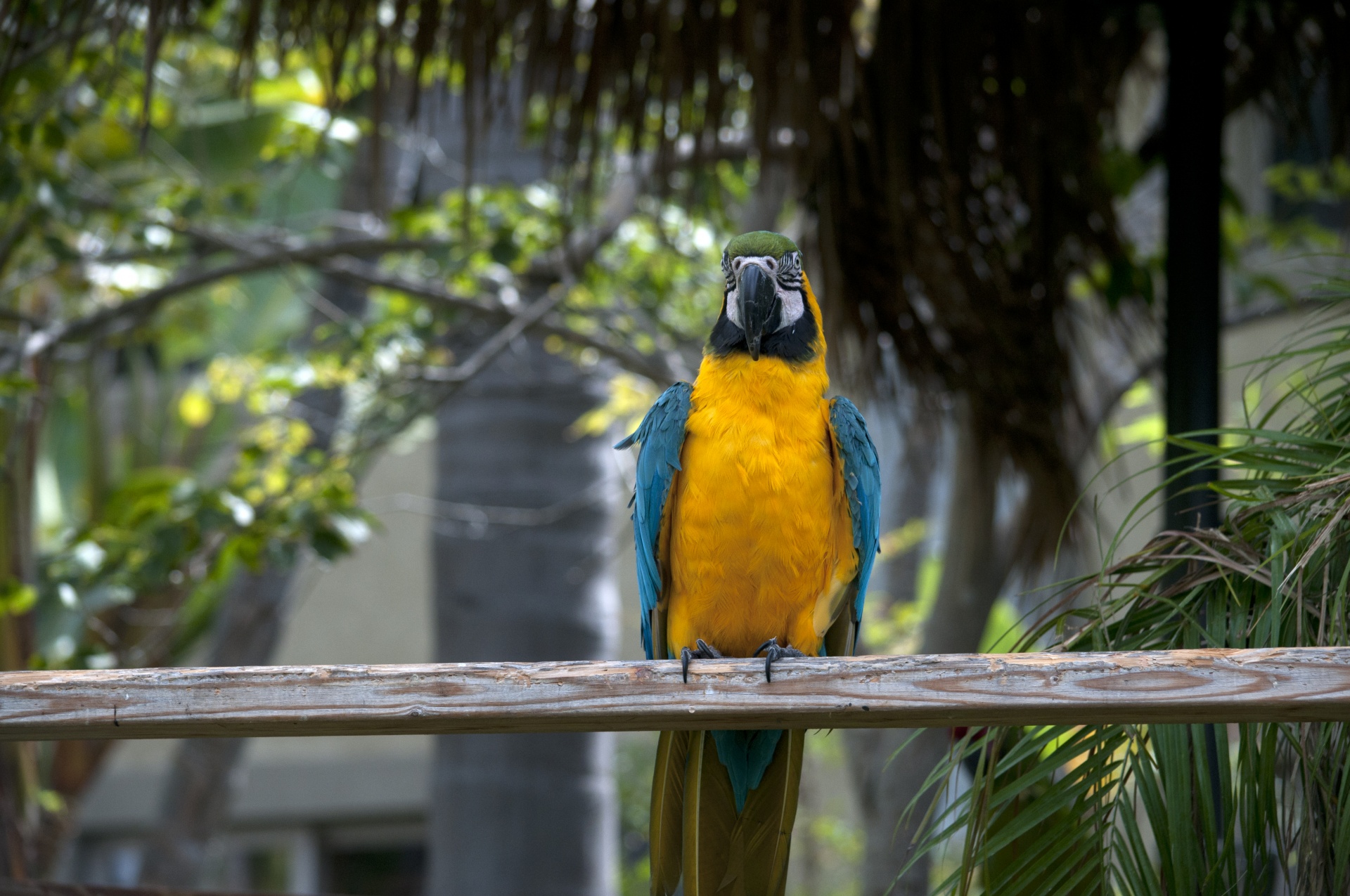 macaw blue turquoise free photo
