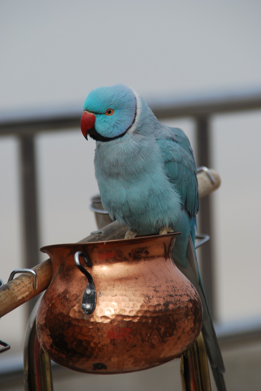 blue parrot papużka bird free photo