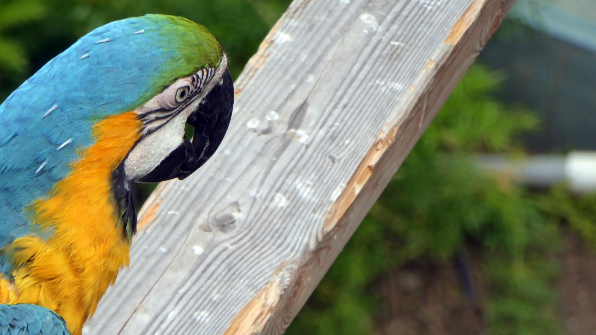 macaw blue turquoise free photo