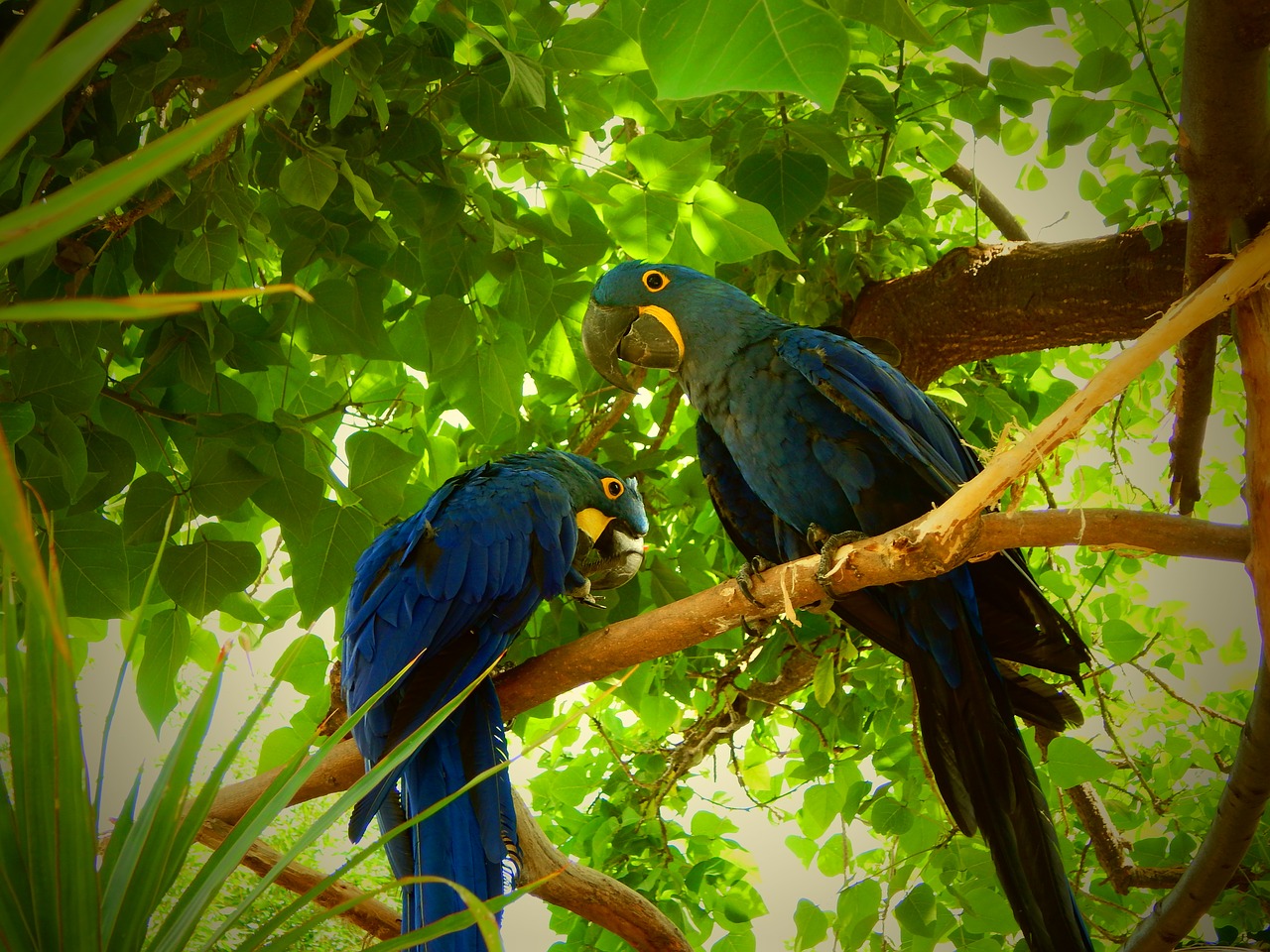 blue parrots birds tropical free photo