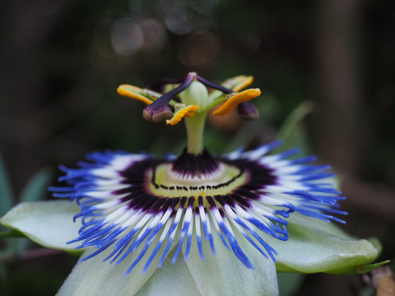 blue passion flower blossom bloom free photo