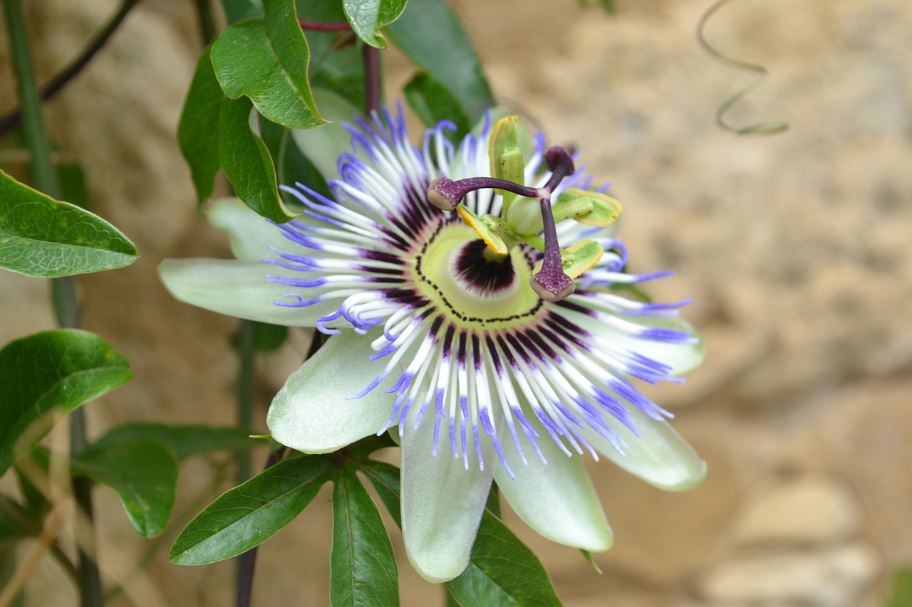 blue passionflower passion flower flower free photo