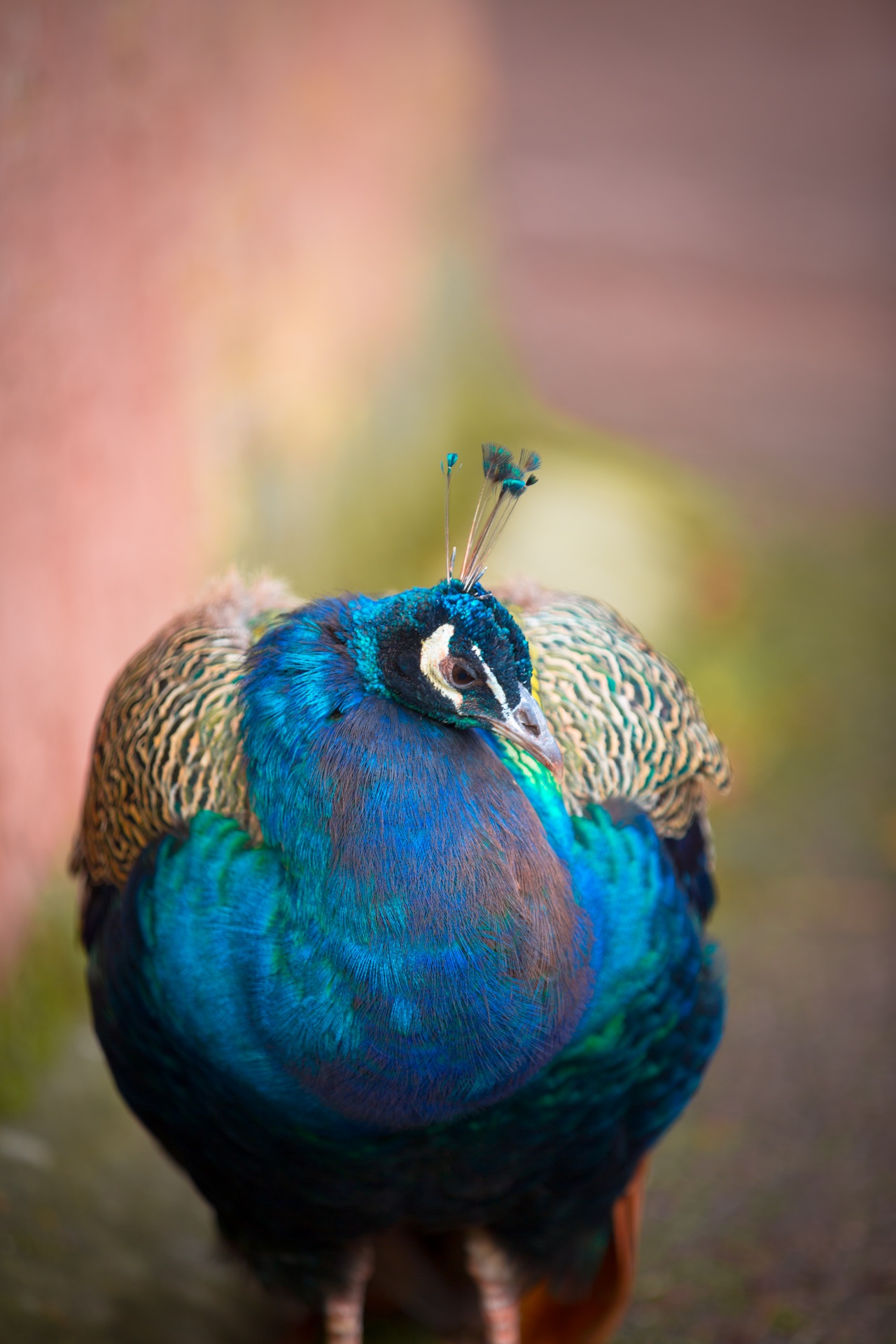 peacock bird zoo free photo